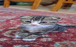 Scottish Fold cats for sale: Scottish fold kittens  - Image 10