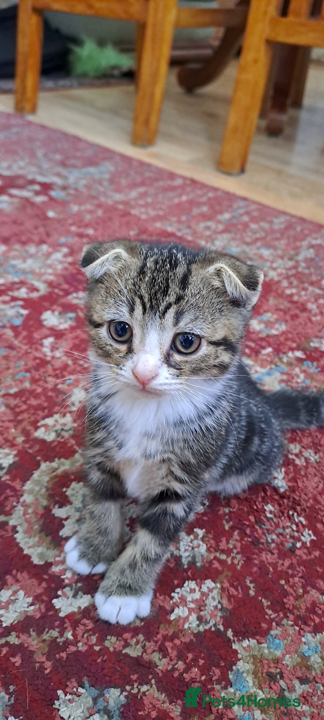 Scottish Fold cats for sale: Scottish fold kittens  - Image 10