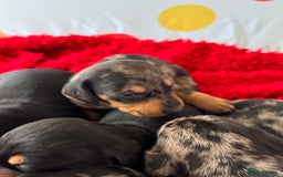 Dachshund dogs for sale: Pedigree Dachshund puppies PRA clear health tested - Image 10