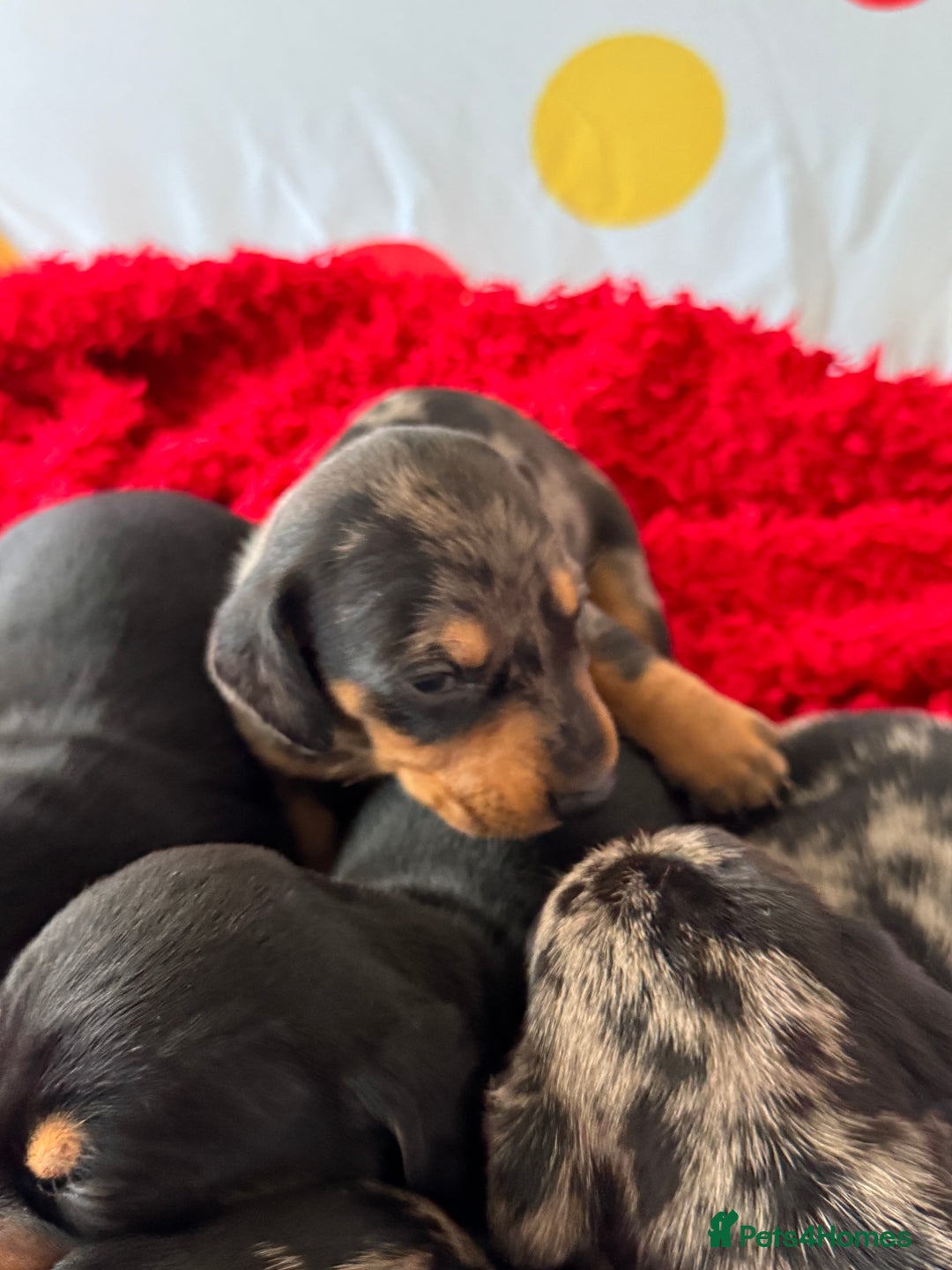 Dachshund dogs for sale: Pedigree Dachshund puppies PRA clear health tested - Image 10