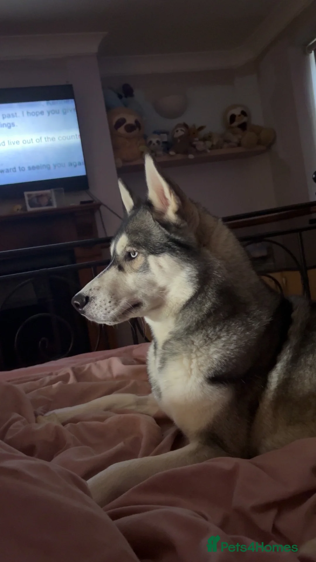 Siberian Husky dogs for sale: 2 Siberian huskies in Huntingdon - Advert 2