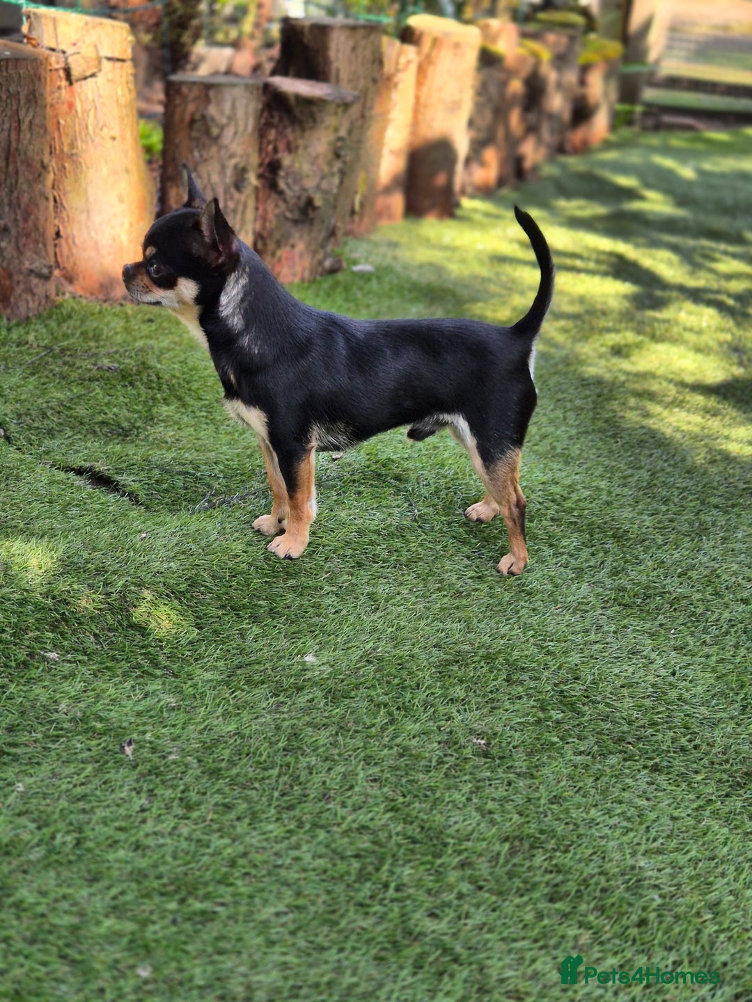 Chihuahua dogs for sale: Male Chihuahua  - Image 7