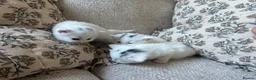 Mixed Breed cats for sale: 3 gorgeous Kittens for sale  - Advert 3