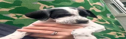 Pointer dogs for sale: Last gorgeous little boy looking for his new home - Advert 28