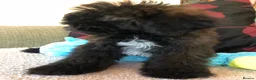 Shihpoo dogs for sale: shihpoo puppies for sale  - Advert 16