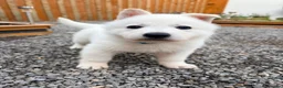 White Swiss Shepherd dogs for sale: White Swiss Shepherd puppies - Advert 10