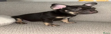 French Bulldog 1
