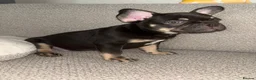 French Bulldog dogs for sale: Fluffy Gene French Bulldogs  in Glasgow - Advert 18