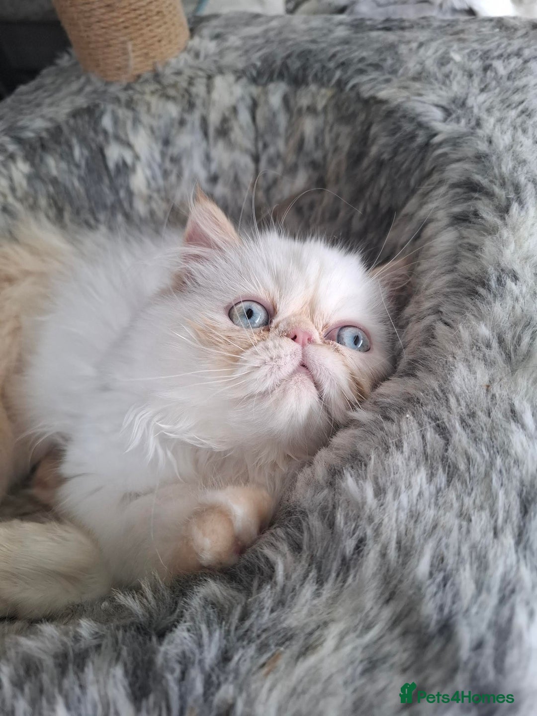 Persian cats for sale: Persian Himilayan Kittens For Sale GCCF Registered - Image 11