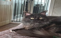 Maine Coon cats for sale: Home wanted  - Image 1