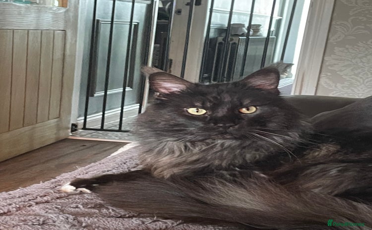 Maine Coon cats - Advert 3