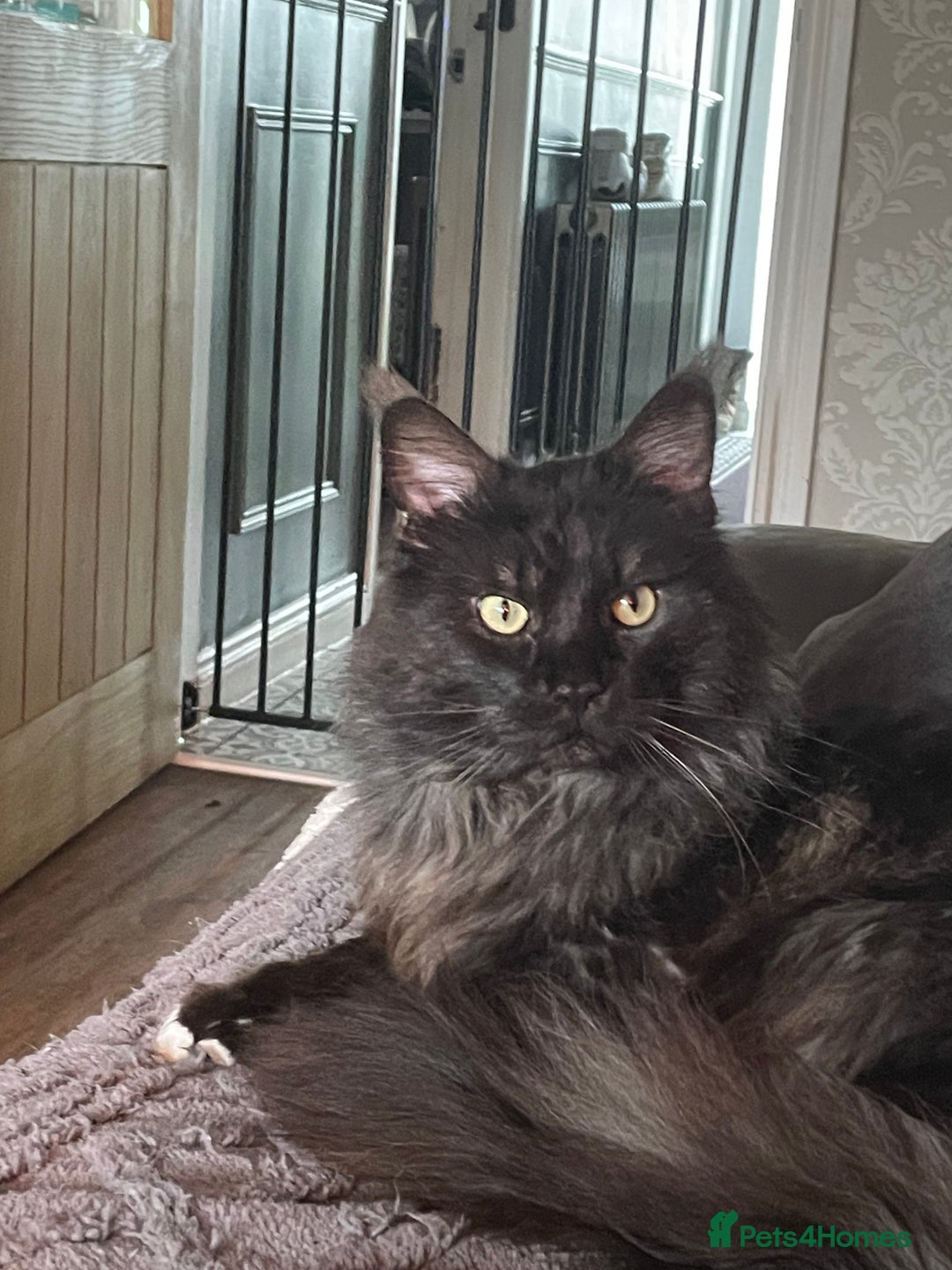 Maine Coon cats for sale: Home wanted  - Image 1