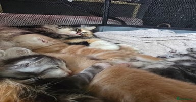 Maine Coon cats - Advert 13
