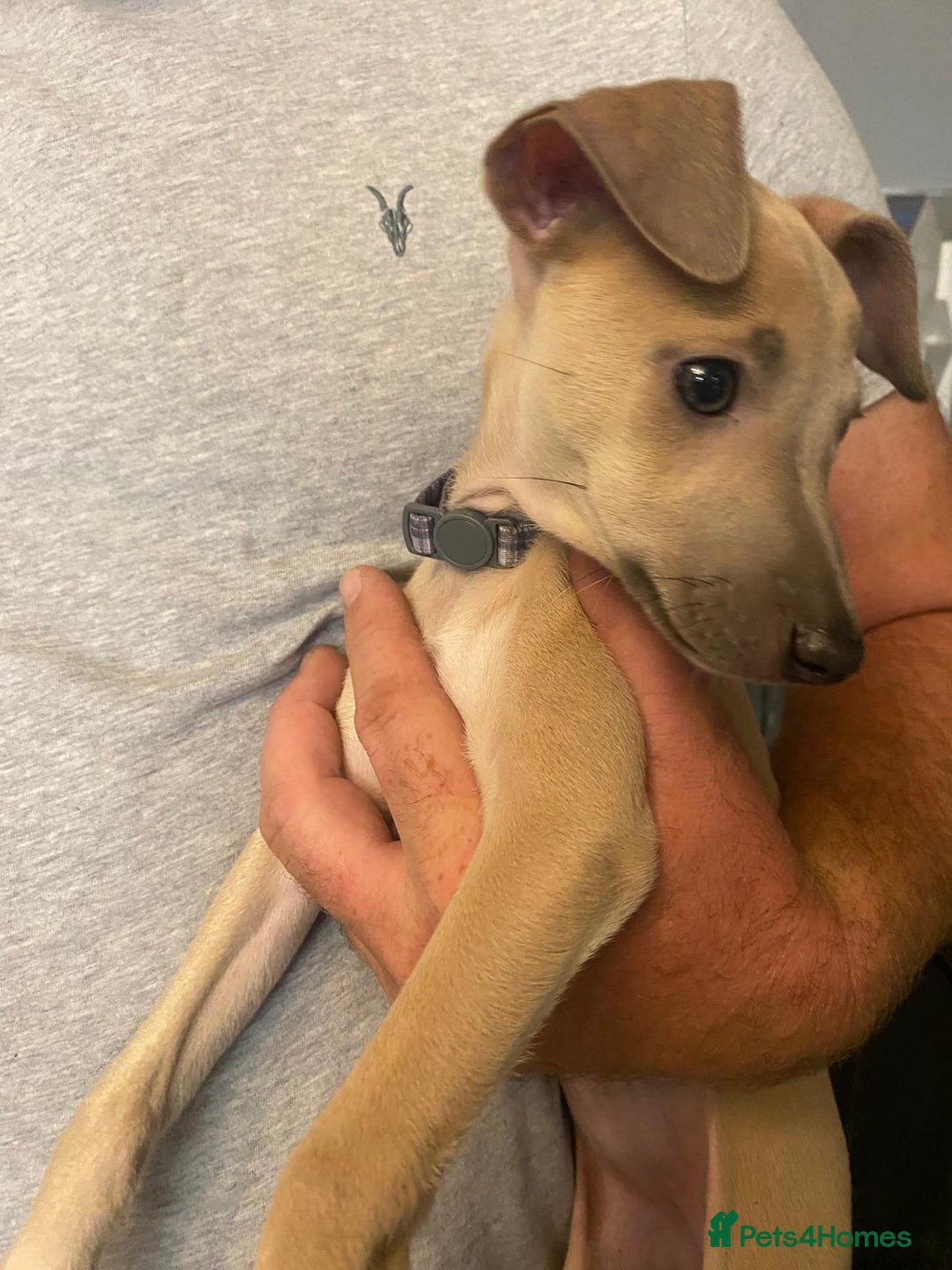 Italian Greyhound dogs for sale: Italian greyhound pups  - Image 5