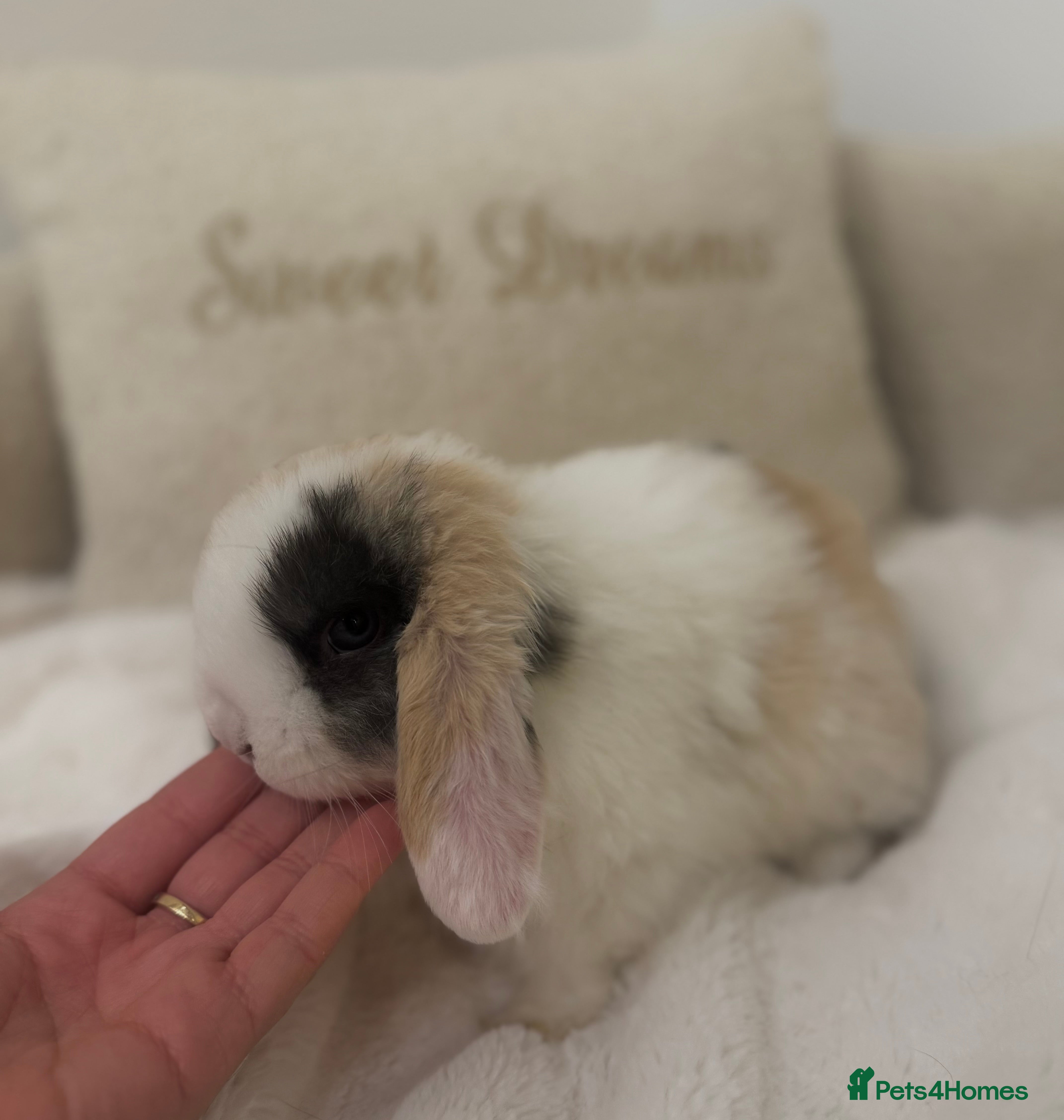 Mini Lop rabbits *Last Doe Available*🐰🤍 - Advert 1