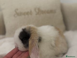 Mini Lop rabbits *Last Doe Available*🐰🤍 - Advert 1