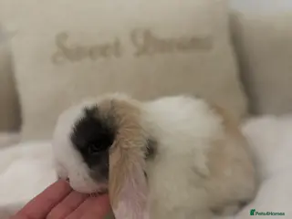 Mini Lop rabbits *Last Doe Available*🐰🤍 - Advert 3