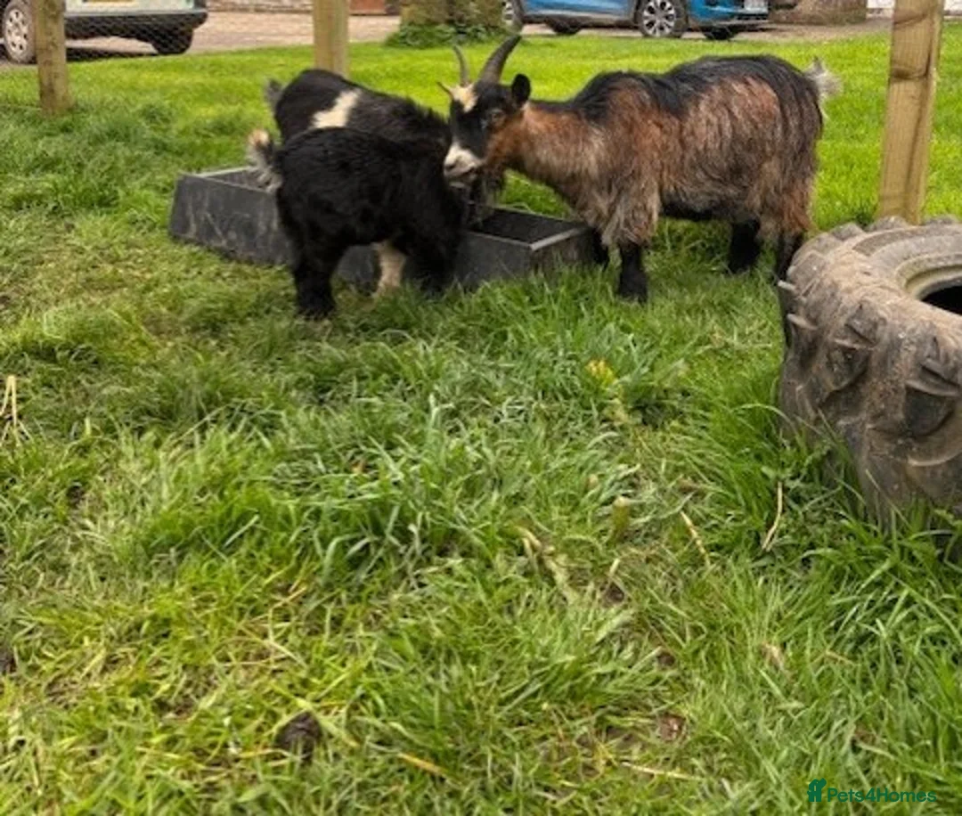 Goats livestock for sale: 2 Male Pygmy Goats - Advert 4