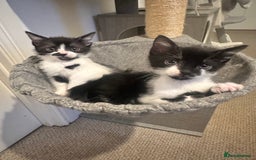 Mixed Breed cats for sale: 1 Male and 1 Female kittens. RESERVED - Image 2