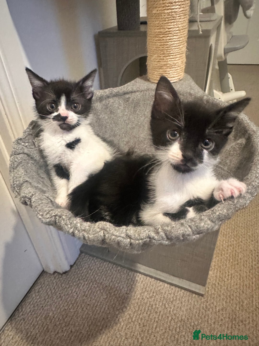 Mixed Breed cats for sale: 1 Male and 1 Female kittens. RESERVED - Image 2