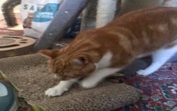 Mixed Breed cats for adoption: SIMBA - Advert 7