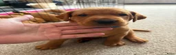 Labrador Retriever dogs for sale: Stunning Fox Red Working Labrador Retriever  in Bolton - Advert 5