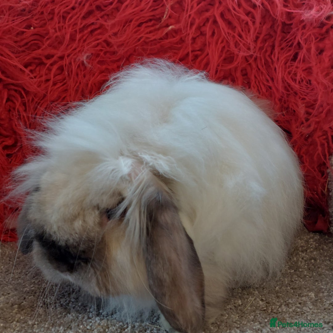 Mini Lop rabbits for sale: Vaccinated minilop cash buck  & doe  - Image 7