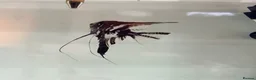 Angelfish fish for sale: Marble Angelfish - Advert 6