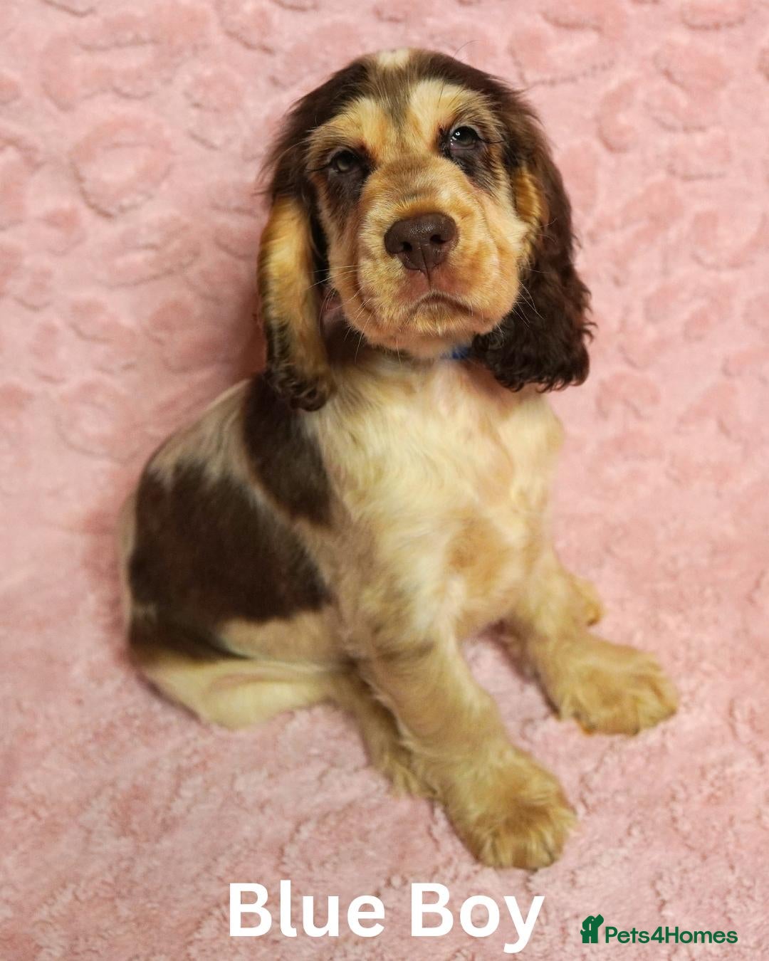 Cocker Spaniel dogs Quality, Show Type, Cocker Spaniel Puppies - Advert 2
