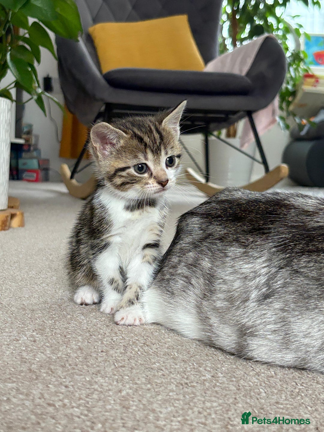 Mixed Breed cats for sale: 5 ADORABLE KITTENS 🐈1M/4F Ready For Reservation😺 - Image 19