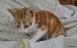 American Shorthair cats for sale: Lovely little kittens, lots of different colours! - Image 17