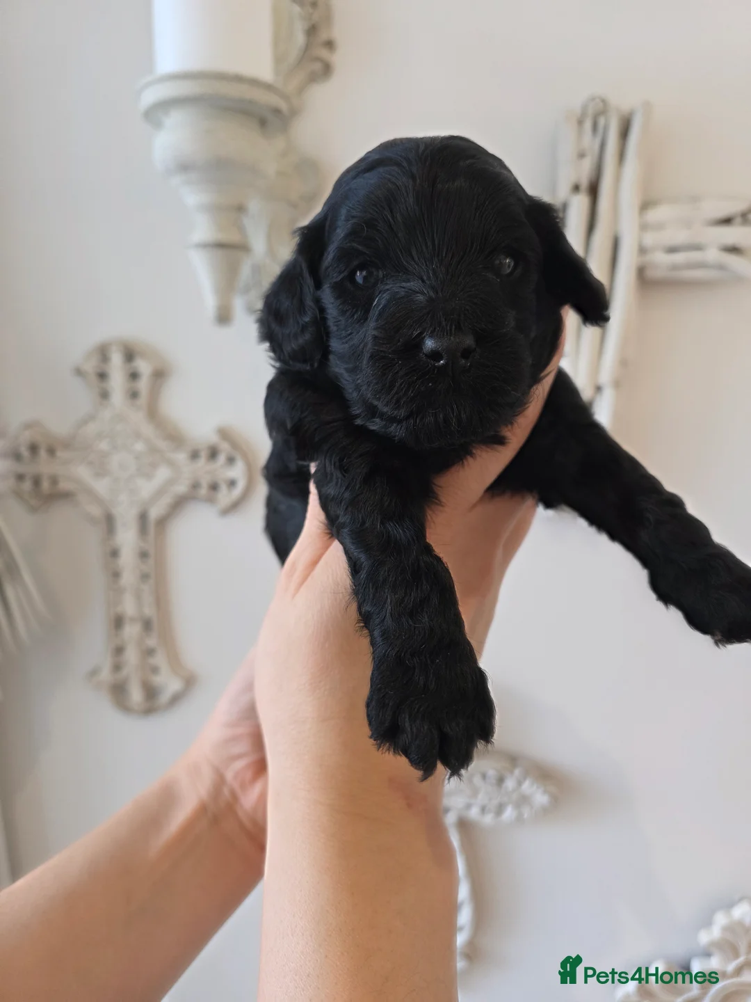 Cavapoo dogs for sale: Beautiful f1b cavapoo boys - Advert 9