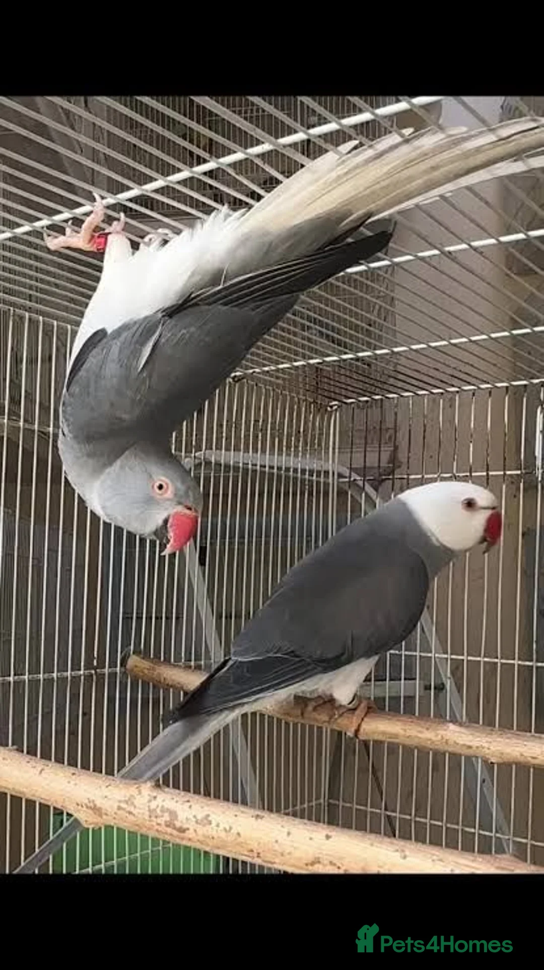 Ringnecks birds for sale: Wanted: Albino Ringneck , adult, 2 years or older  - Advert 2
