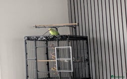 Ringnecks birds for sale: Male Indian Ringneck 2 Year Old  - Advert 3