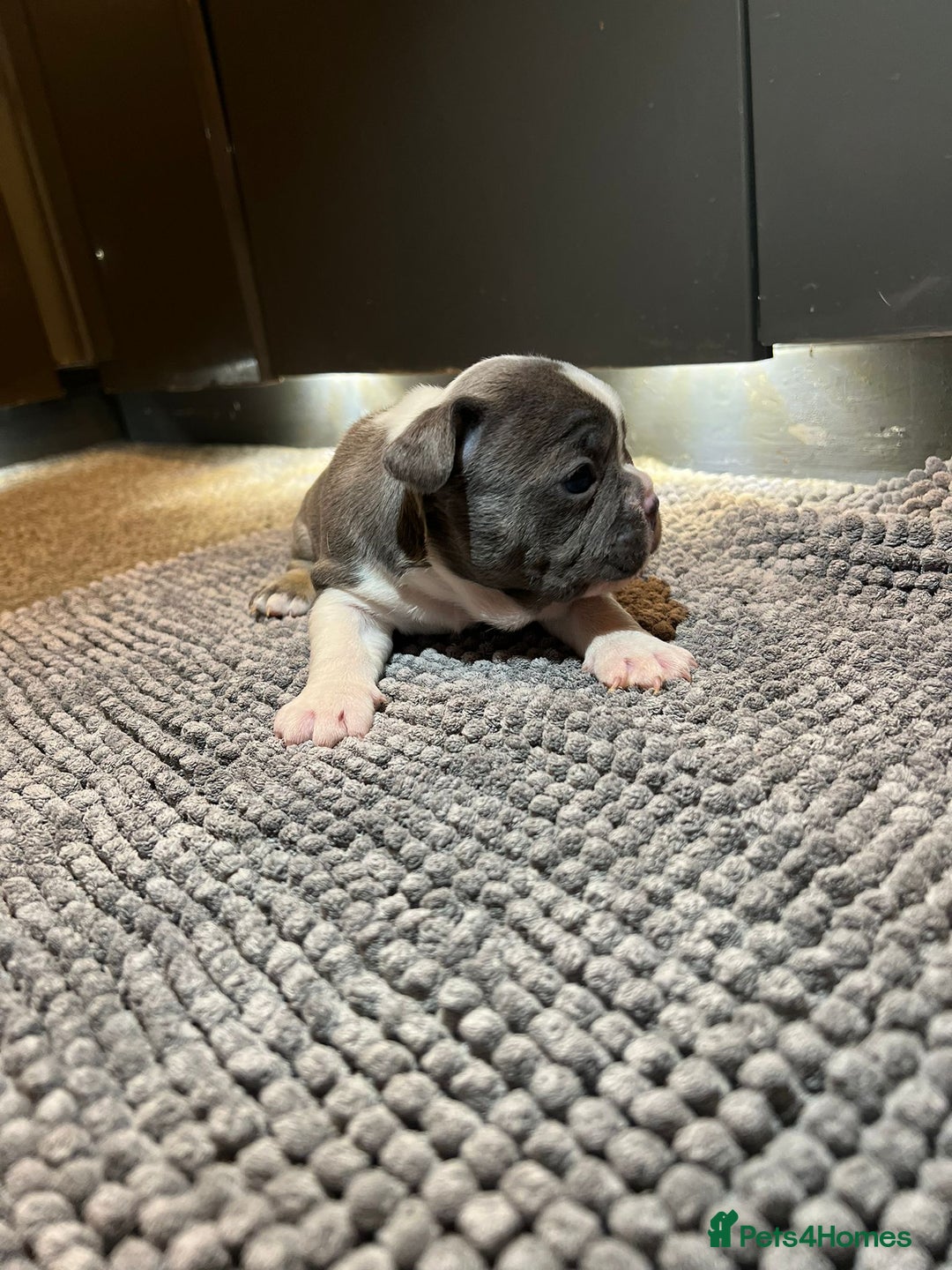 French Bulldog dogs for sale: ♥️Litter of 6 French Bulldog Puppies♥️ - Advert 6