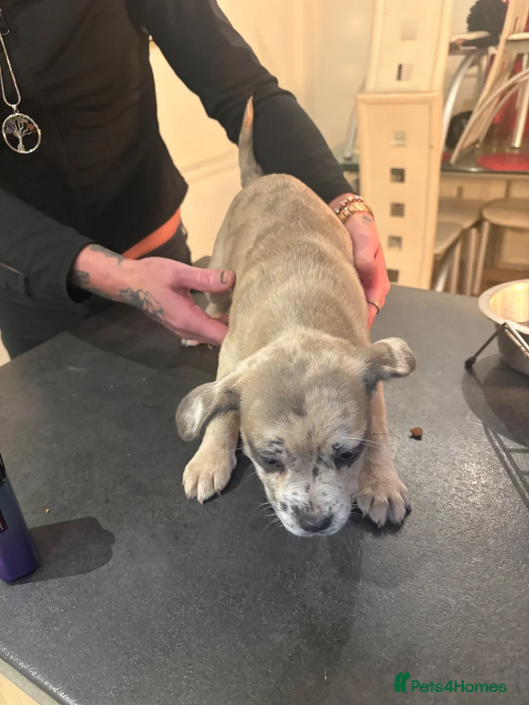 Mixed Breed dogs for sale: Frenchie cross jackapom in Halifax - Advert 18