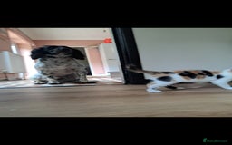 Mixed Breed cats for sale: 1 beautiful female kitten left - Image 6