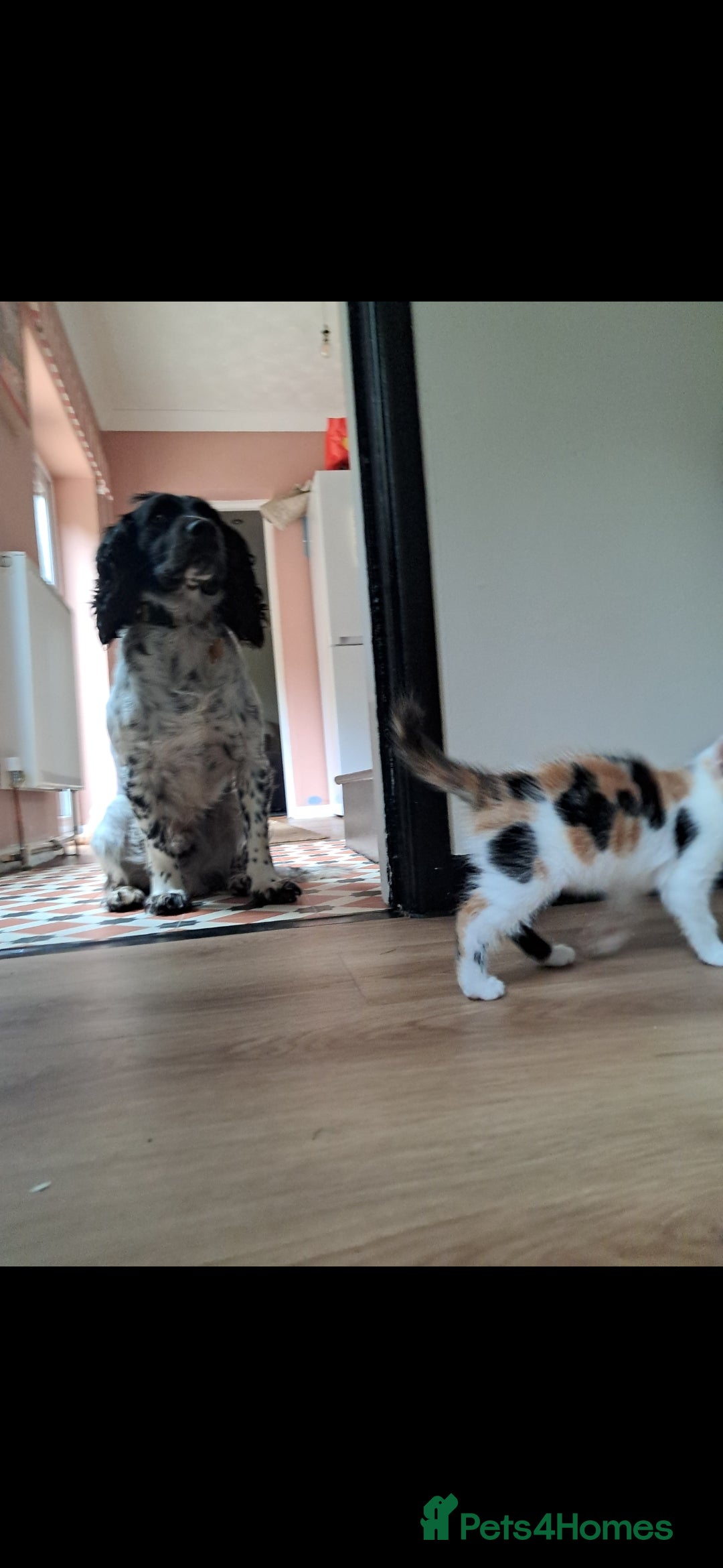 Mixed Breed cats for sale: 1 beautiful female kitten left - Image 6