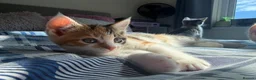 British Shorthair cats for sale: 5 Mixed british shorthair kitten litter  - Advert 14