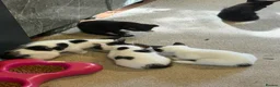 Mixed Breed cats for sale: Kittens for sale  in Egham - Advert 5