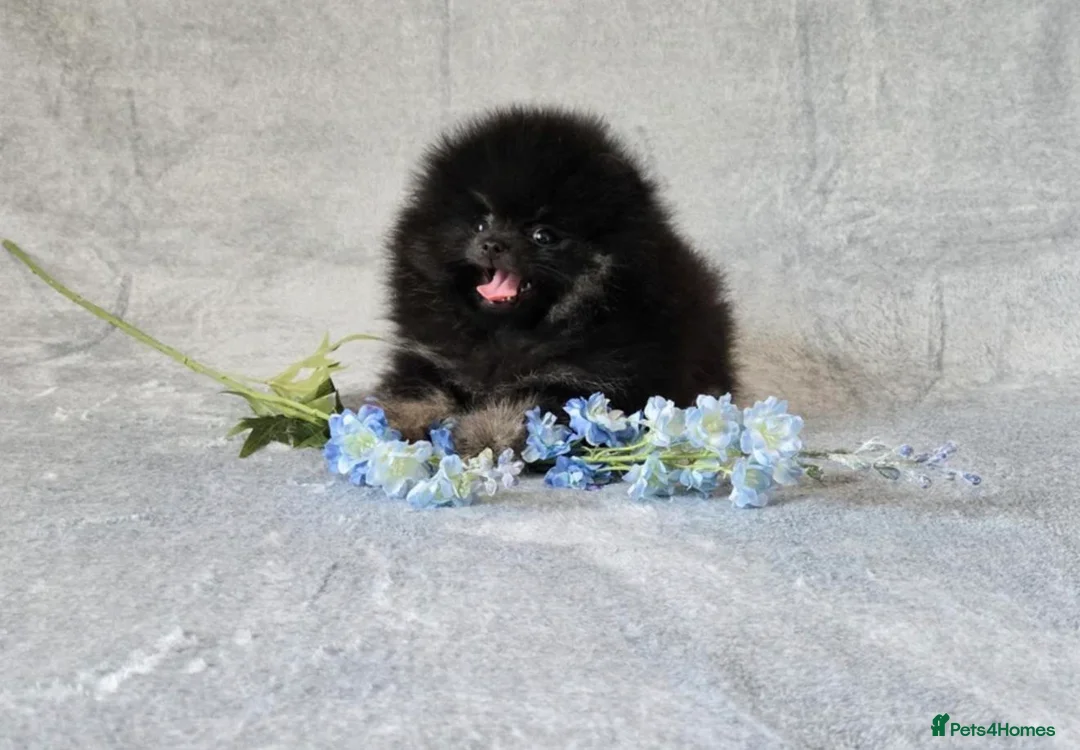 Pomeranian dogs for sale: Pomeranian boy in Kilmarnock - Advert 1