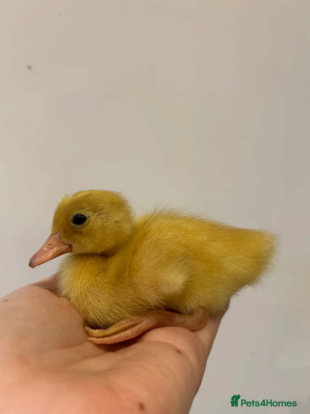 Ducks poultry for sale: Runner ducklings day old  - Advert 2