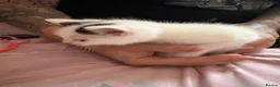 Mixed Breed cats for sale: 4 mainecoon x BSH kittens.  - Advert 11