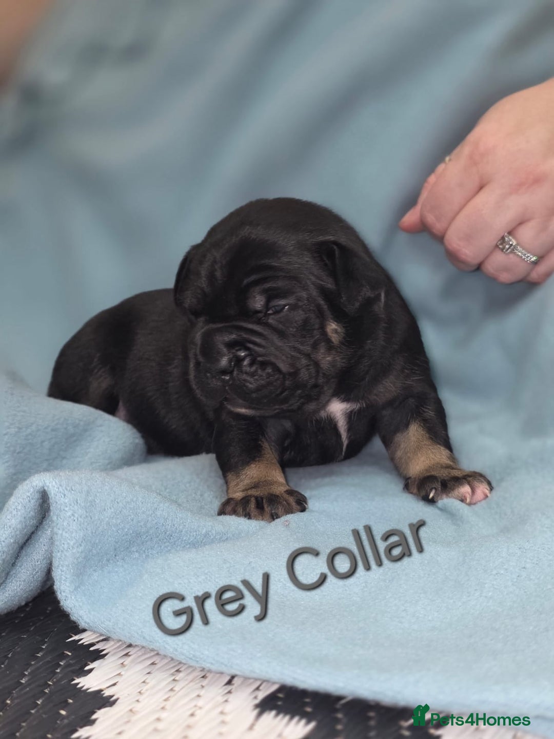 Mixed Breed dogs for sale: American french bully  - Image 5