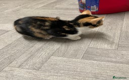 Mixed Breed cats for sale: Little Calico kitten! Pls read ad.. - Image 4