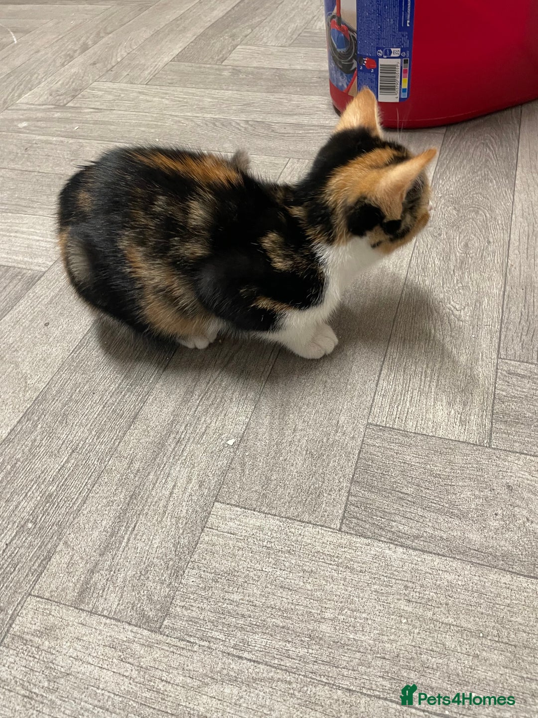 Mixed Breed cats for sale: Little Calico kitten! Pls read ad.. - Image 4