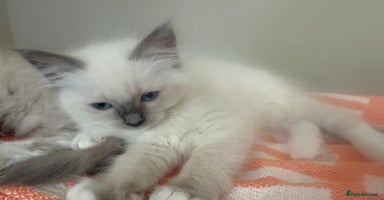 Ragdoll cats - Advert 1