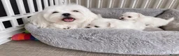 Maltese dogs for sale: Last Beautiful KC Registered Maltese Girl - Advert 20