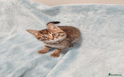 Mixed Breed cats for sale: BEAUTIFUL KITTENS VIDEOS - Image 15