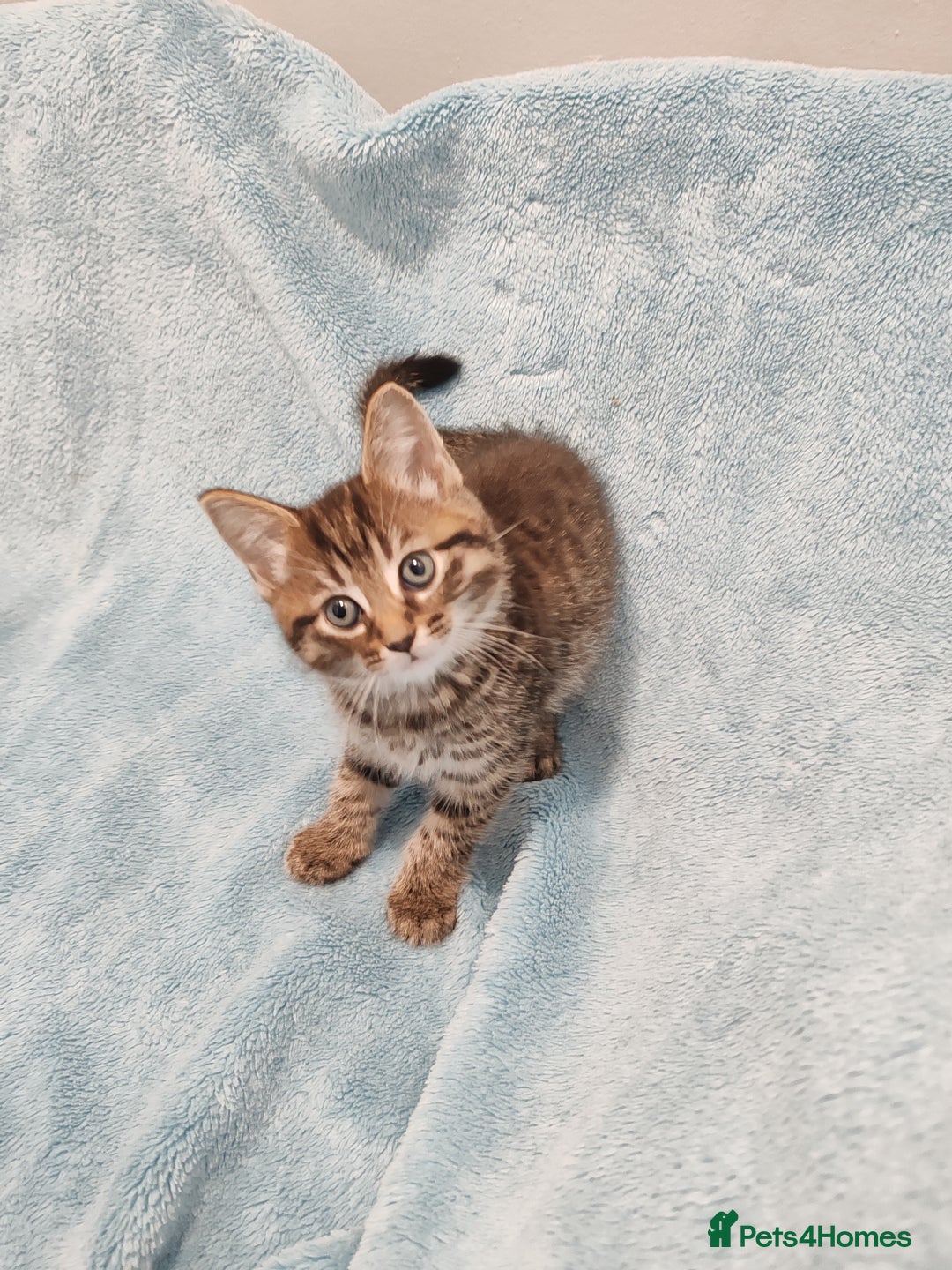 Mixed Breed cats for sale: BEAUTIFUL KITTENS VIDEOS - Image 15